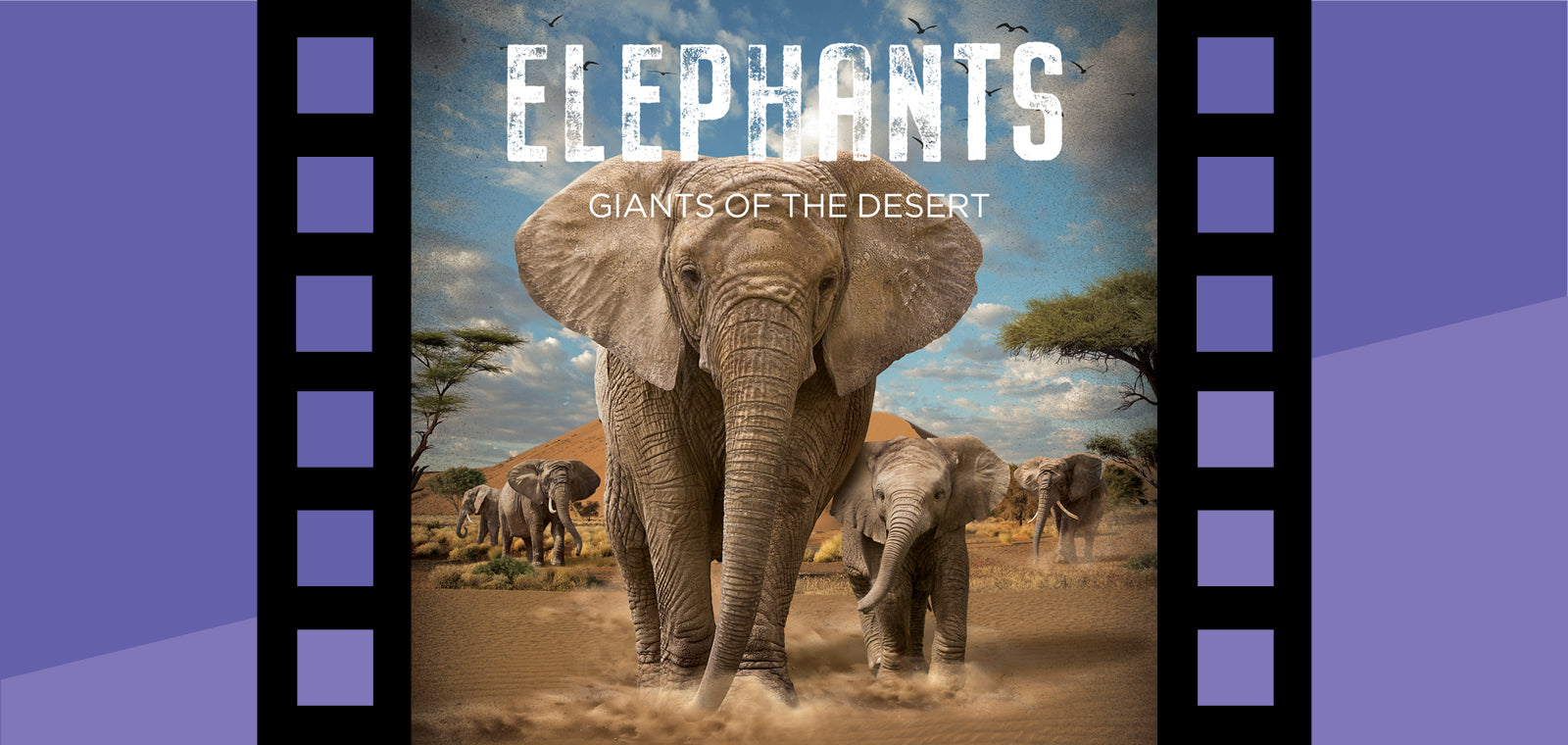 Elephants: Giants of the Desert 3D